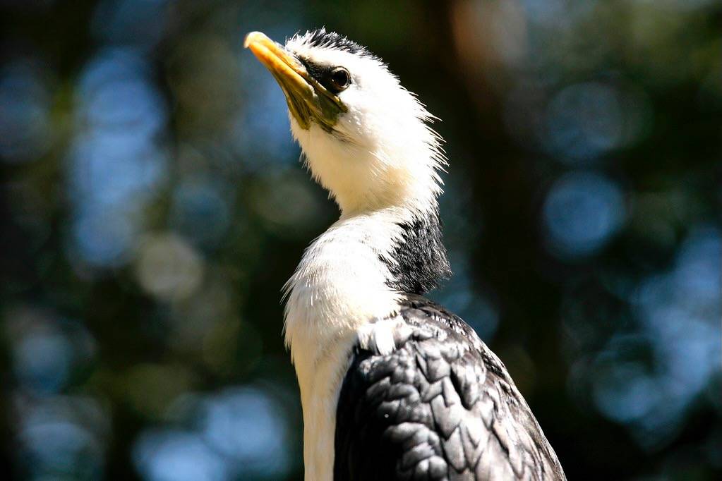 Great Cormorant by Alex E. Proimos is licensed under CC BY-NC 2.0.